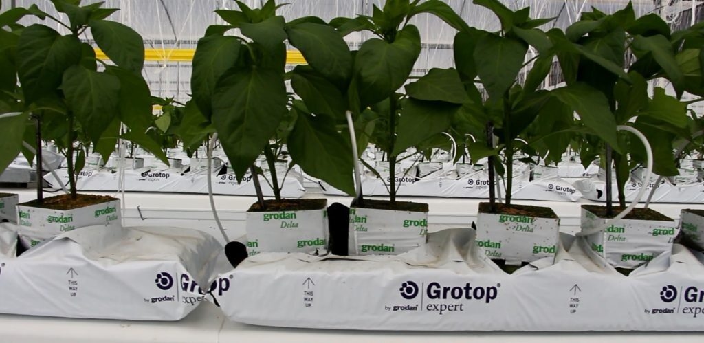 Lana de Roca: sustrato en crecimiento para cultivos hidropónicos – AgTech América