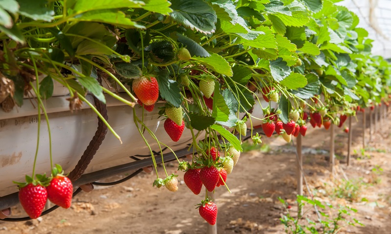 Meditativo extremidades Emborracharse 13 Claves para la producción hidropónica de fresas – AgTech América