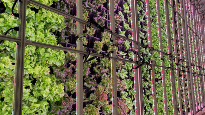 Agricultura Vertical